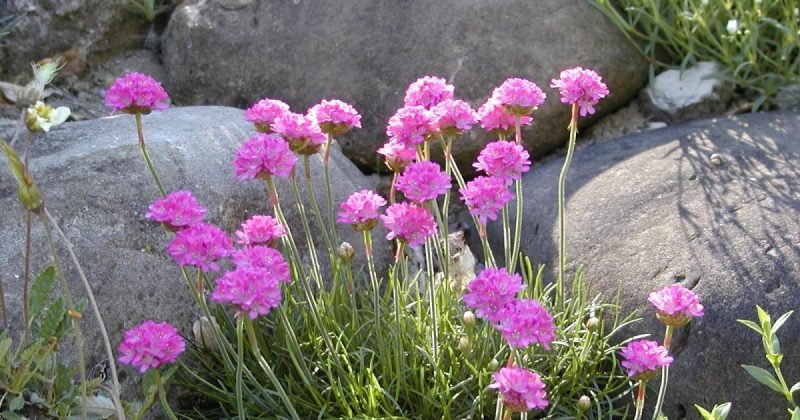 rostliny pro skalky růžové karafiáty mají osvěžující účinek