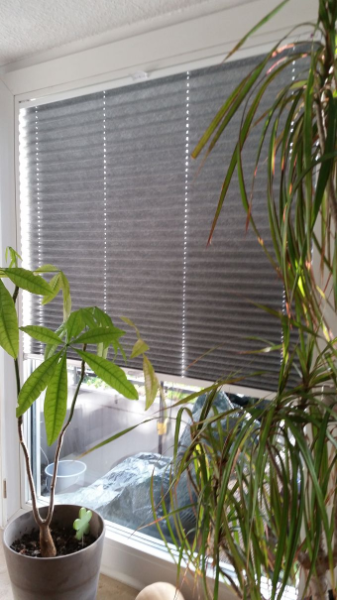 צמחים נהדרים ורעיונות לחלונות עם תריסים קפלים
