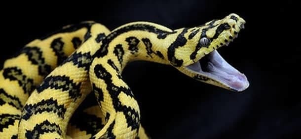 snakefactsPython経由の写真はギリシャ語のPythonidaeに由来します。これらのヘビは無毒の家族に属していますが、世界最大のヘビの1つでもあり、アフリカ、アジア、オーストラリアで見られます。