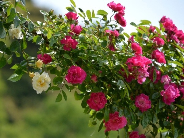 Beskjæring av roser om høsten eller våren - grunnleggende og tips om klatring av roser i hagen