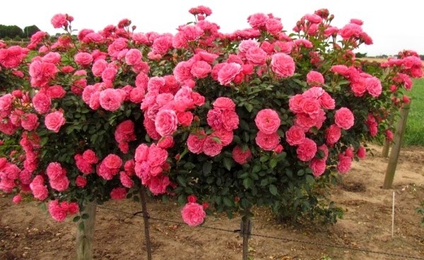 Beskjæring av roser om høsten eller våren - grunnleggende og tips floribunda rosenbusker