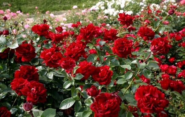 Beskjæring av roser om høsten eller våren - grunnleggende og tips floribunda røde roser