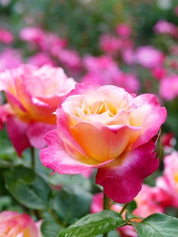 Skjær roser om høsten eller våren - grunnleggende og tips aromatisk hybrid te rosa gul