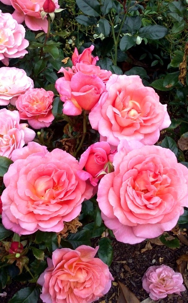 Skjær roser om høsten eller våren - grunnleggende og tips aromatiske roser hybrid te rosa