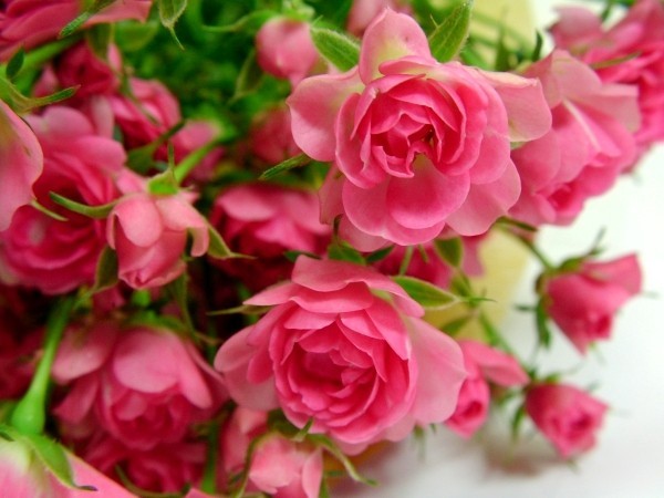 Beskjæring av roser om høsten eller våren - grunnleggende og tips miniatyrroser i rosa