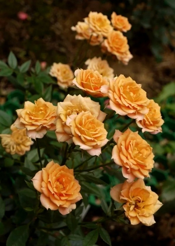 Beskjæring av roser om høsten eller våren - grunnleggende og tips gule aromatiske miniatyrroser