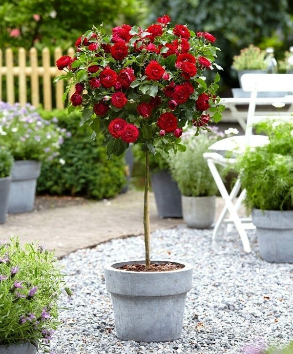 Beskjæring av roser om høsten eller våren - grunnleggende og tips roser trestamme roser røde