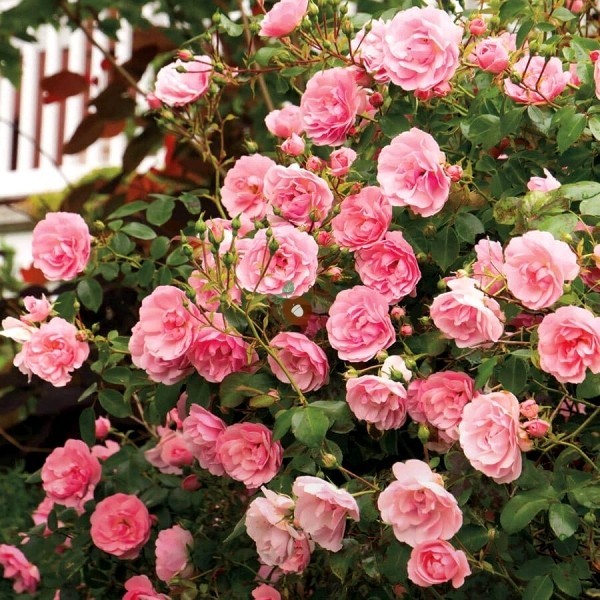 Beskjæring av roser om høsten eller våren - grunnleggende og tips om fulle roser om våren og sommeren