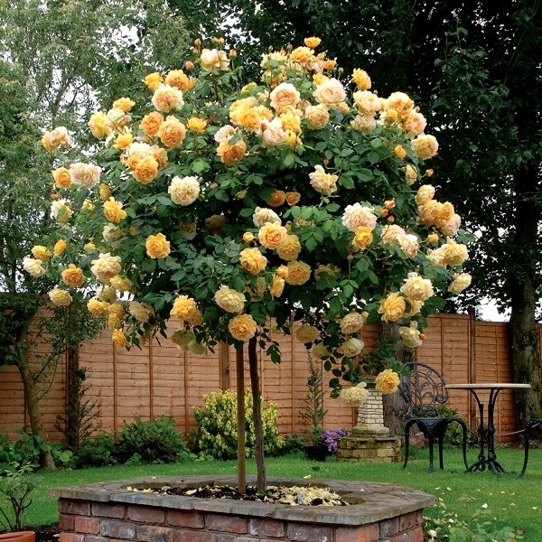 Beskjæring av roser om høsten eller våren - grunnleggende tips og tips stilk roserose gul