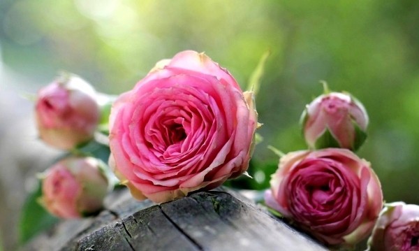 Å kutte roser om høsten eller våren - grunnleggende og tips for kutting av tørre roser