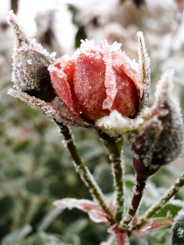Å kutte roser om høsten eller våren - grunnleggende og tips roser om vinteren med frostis