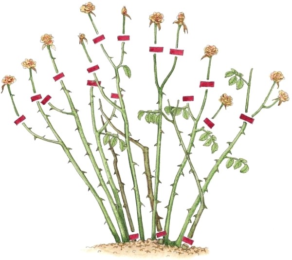 Klipp roser om høsten eller våren - grunnleggende og tips for å trimme enkelt blomstre