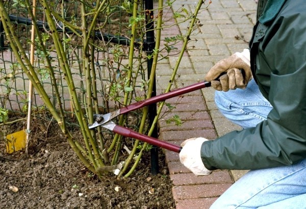 Beskjæring av roser om høsten eller våren - Grunnleggende og tips Dyp beskjæring for større blomster