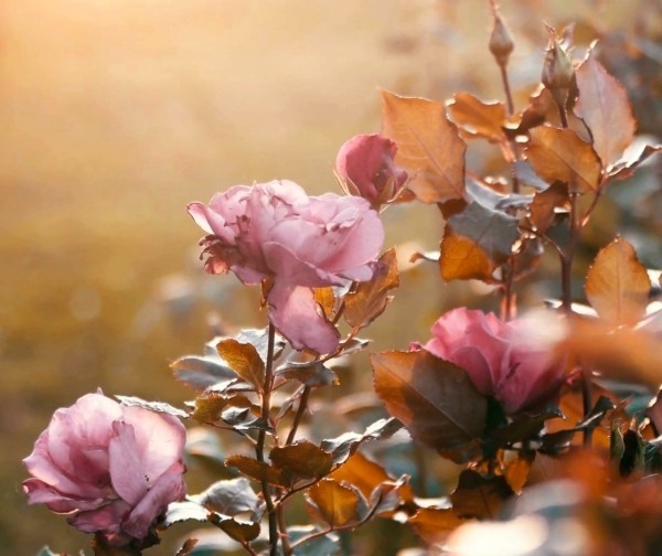 Skjær roser om høsten eller våren - grunnleggende og tips gamle høstroser tørker