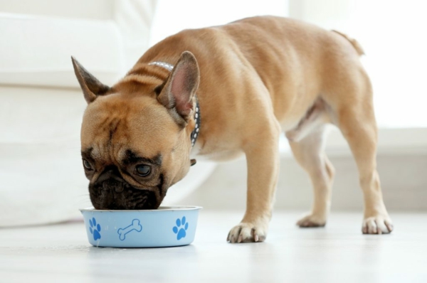 lehké krmivo pro psy zdravé jídlo