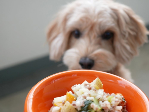připravit zdravé jídlo pro psy