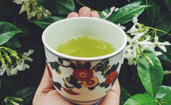 תה סנצ'ה - תכונות מיוחדות, יתרונות בריאותיים והכנת תה בקרמיקה לפני שיח יסמין