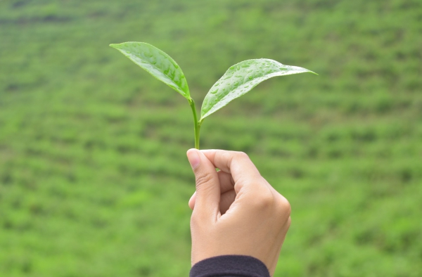 תה סנצ'ה - תכונות, יתרונות בריאותיים והכנת תה ירוק בשטח