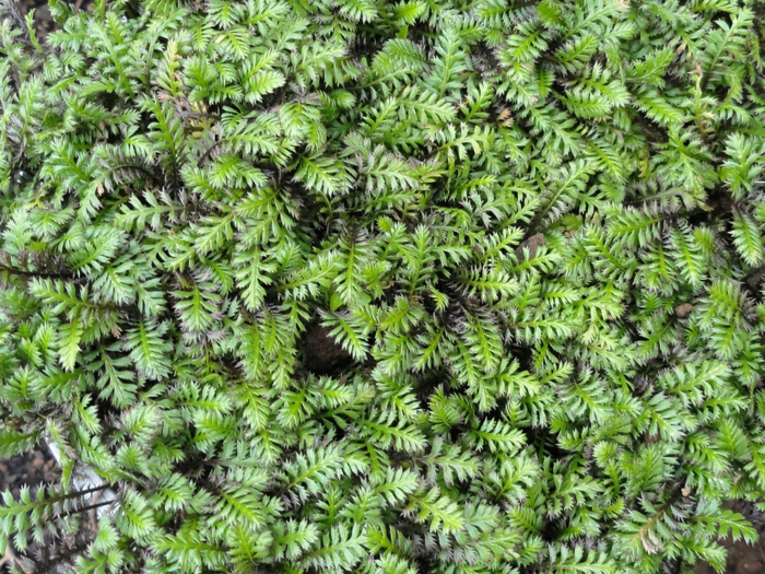 Leptinella squalida stauder flerårige planter