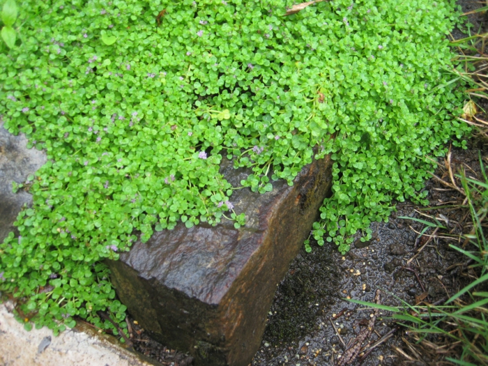 mentha requienii hageideer flerårige planter