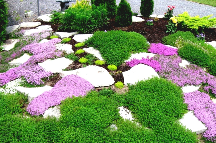 flerårig hage hageplanter blomstrende stauder