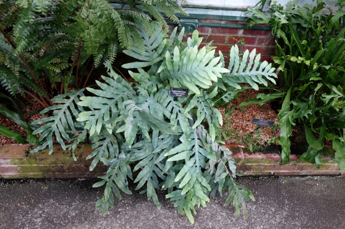 Phlebodium stauder flerårige planter stauder hage