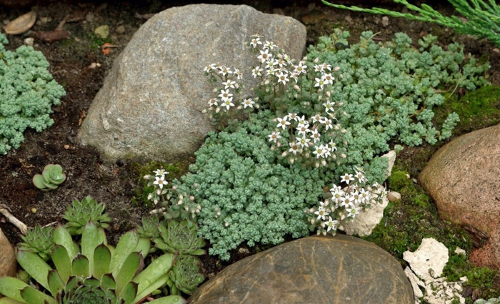 Sedum album stauder flerårige planter stauder hage