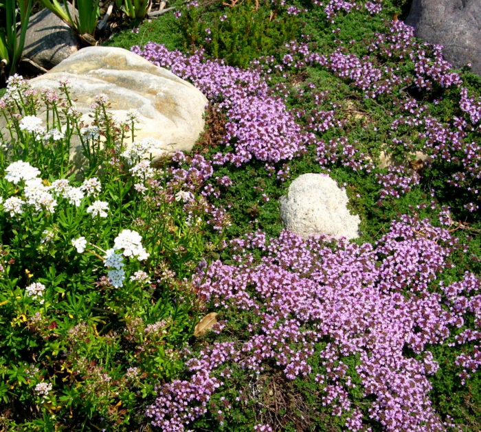 flerårig hage flerårige flerårige planter