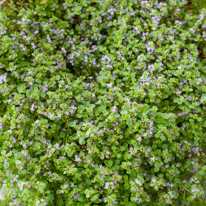 Mentha requienii blomstrende stauder flerårige planter