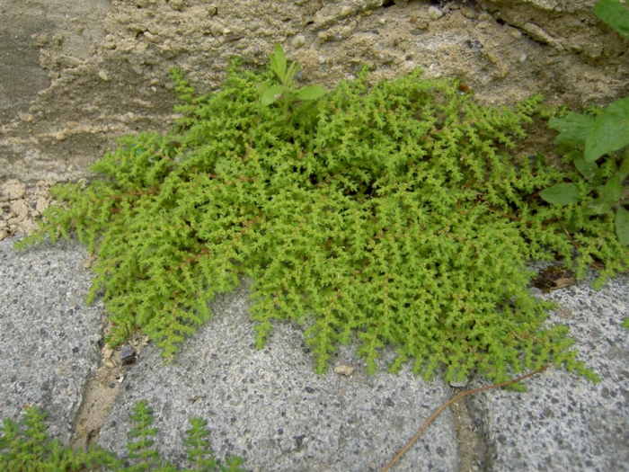 leptinella stauder flerårige planter stauder hage