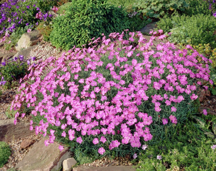 stauder hage stauder flerårige planter