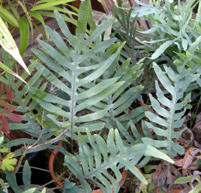 phlebodium stauder hage flerårige planter