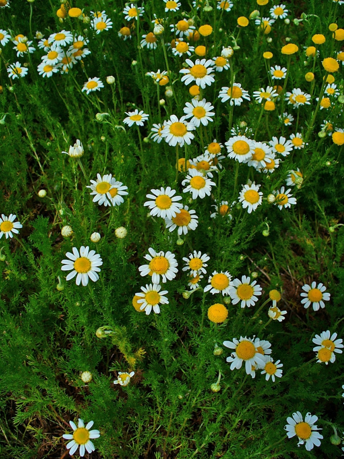 blomstrende stauder flerårige planter stauder hage