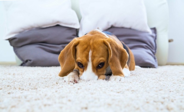 שטיח לקרדית אבק הבית לסובלים מאלרגיה לכלבים