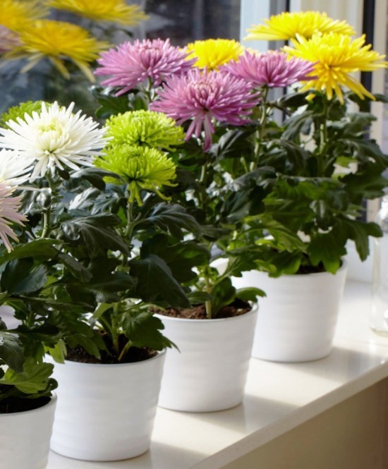 Topp 13 luftrensende planter ifølge NASA-studier av krysantemum i vinduskarmen