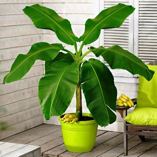 Topp 13 luftrensende planter ifølge NASA-studier bananpalme husplante