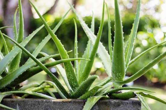 Topp 13 luftrensende planter ifølge NASA-studier aloe vera medisinsk plante