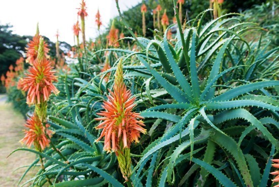 Topp 13 luftrensende planter ifølge NASA -studier Aloe Vera Blomster i naturen