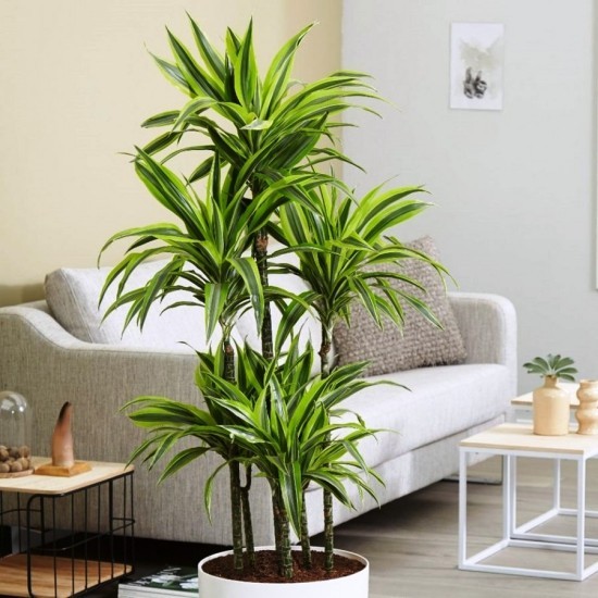 Topp 13 luftrensende planter Ifølge NASA -studier Dragon Tree Large Indoor Plant