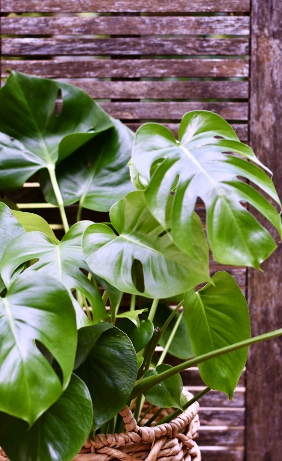 Topp 13 luftrensingsanlegg ifølge NASA -studier philodendron stueplante store blader