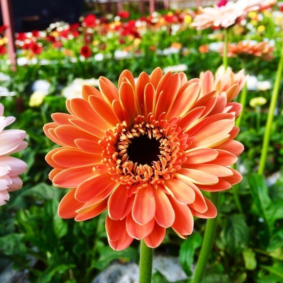 Topp 13 luftrensende planter ifølge NASA -studier gerbera daisy innendørs planter