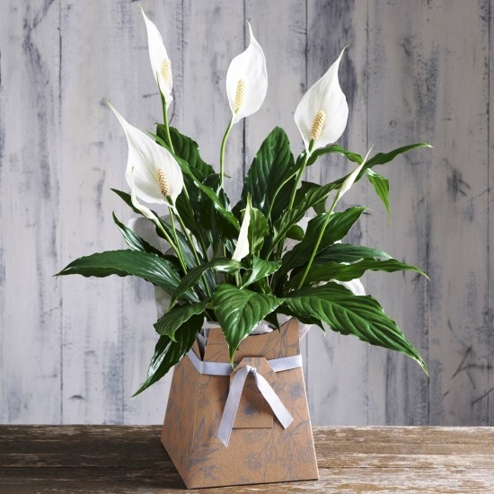 Topp 13 luftrensende planter ifølge NASA -studier Peace Lily Flower Houseplant