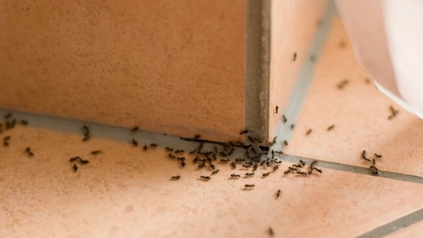 bekjempende maur som bekjemper skadedyr bekjemper skadedyr