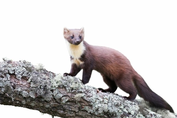 martens bekjempe skadedyr bekjempe skadedyrbekjempelse