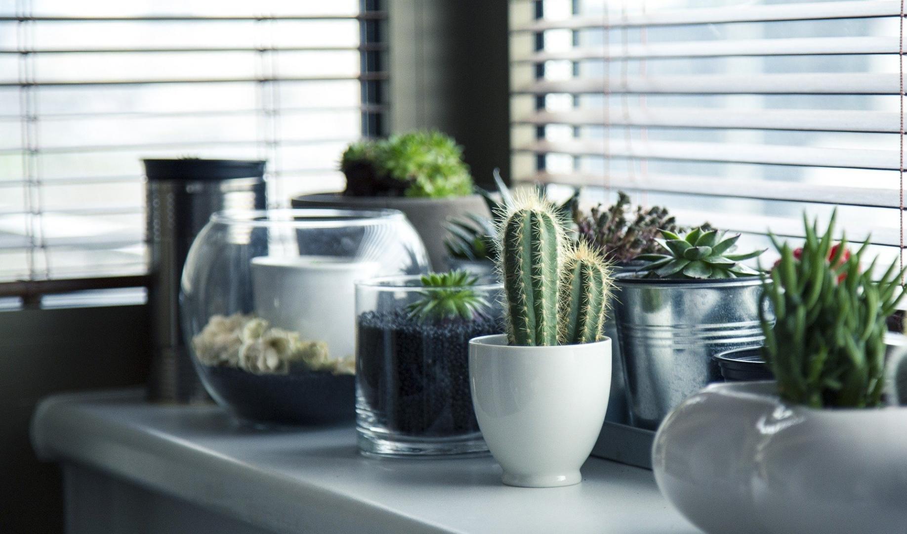 Hvilke giftfrie innendørs planter forskjønner hjemmet?