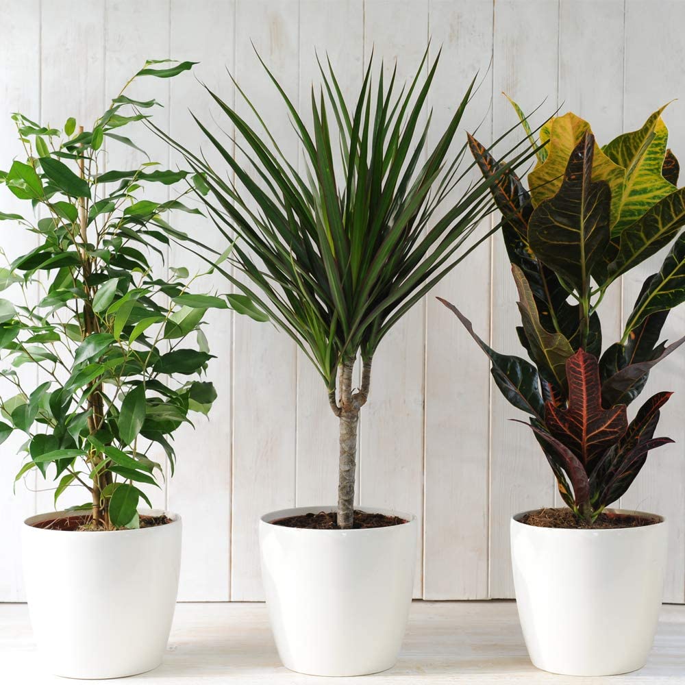 Evergreen potteplanter til stuen din