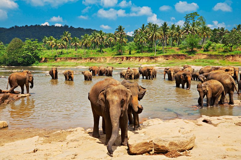 De beste feriedestinasjonene 2019: Safari på Sri Lanka
