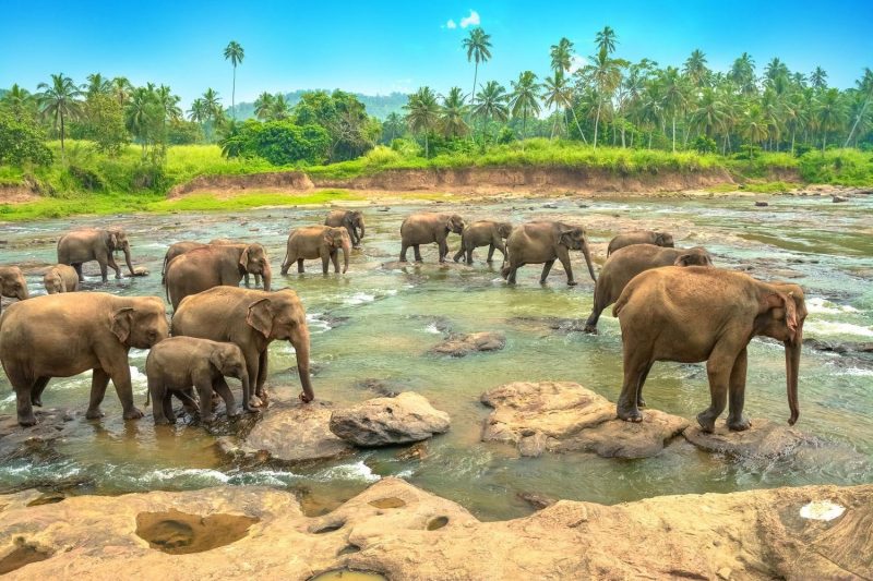 Billige feriedestinasjoner 2019: elefanter i Sri Lanka