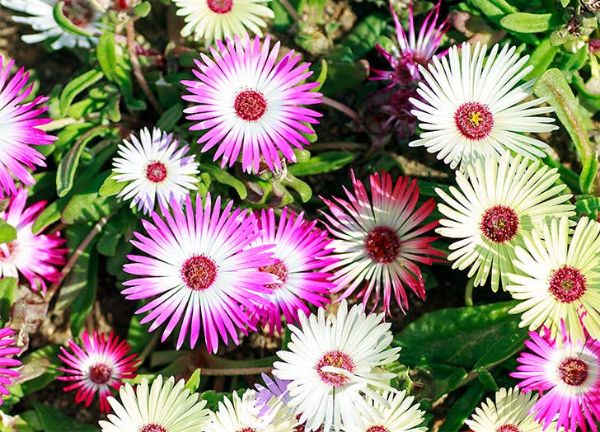 Krásné nápady květin Delosperma