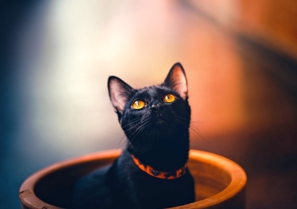 מאיפה ליל כל הקדושים עובדות ועובדות מעניינות על פסטיבל האימה! חתול שחור Cait Sith